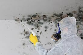 Reliable Prairie Ridge, WA Mold Removal Solutions